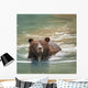 Grizzly Bear Swimming Wall Mural