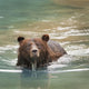 Grizzly Bear Swimming Wall Mural