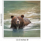 Grizzly Bear Swimming Wall Mural
