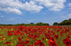 A Field Full Of Red Flowers Wall Mural