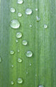 Drops Of Water On A Green Leaf Wall Mural