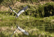 A Grey Heron Landing On Water Wall Mural