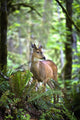 White-Tailed Deer Chewing On A Leaf In Olympic National Park Wall Mural
