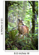 White-Tailed Deer Chewing On A Leaf In Olympic National Park Wall Mural