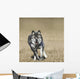 Wolf Running Towards Camera Wall Mural