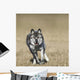 Wolf Running Towards Camera Wall Mural