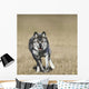 Wolf Running Towards Camera Wall Mural