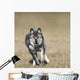 Wolf Running Towards Camera Wall Mural
