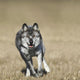 Wolf Running Towards Camera Wall Mural