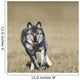 Wolf Running Towards Camera Wall Mural