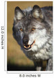 Wolf Wall Mural