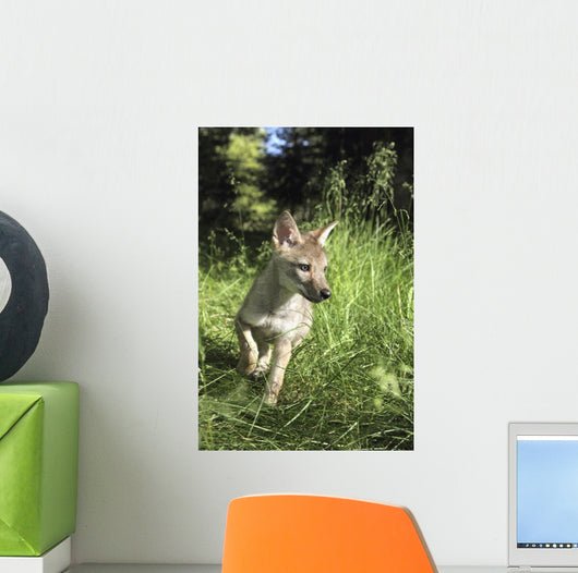Captive Coyote Pup Running In The Grass Wall Mural