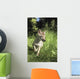 Captive Coyote Pup Running In The Grass Wall Mural