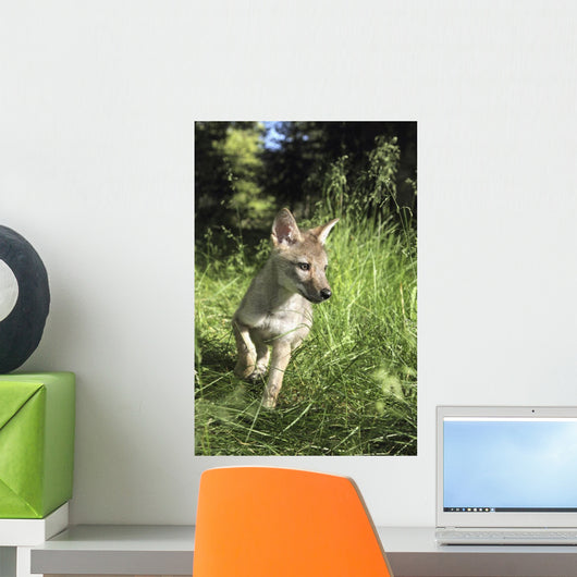 Captive Coyote Pup Running In The Grass Wall Mural