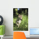 Captive Coyote Pup Running In The Grass Wall Mural