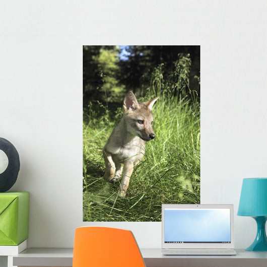 Captive Coyote Pup Running In The Grass Wall Mural
