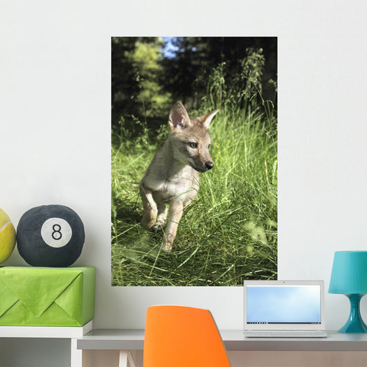 Captive Coyote Pup Running In The Grass Wall Mural