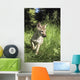 Captive Coyote Pup Running In The Grass Wall Mural