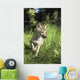 Captive Coyote Pup Running In The Grass Wall Mural