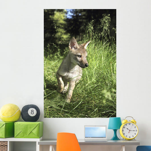 Captive Coyote Pup Running In The Grass Wall Mural