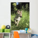 Captive Coyote Pup Running In The Grass Wall Mural