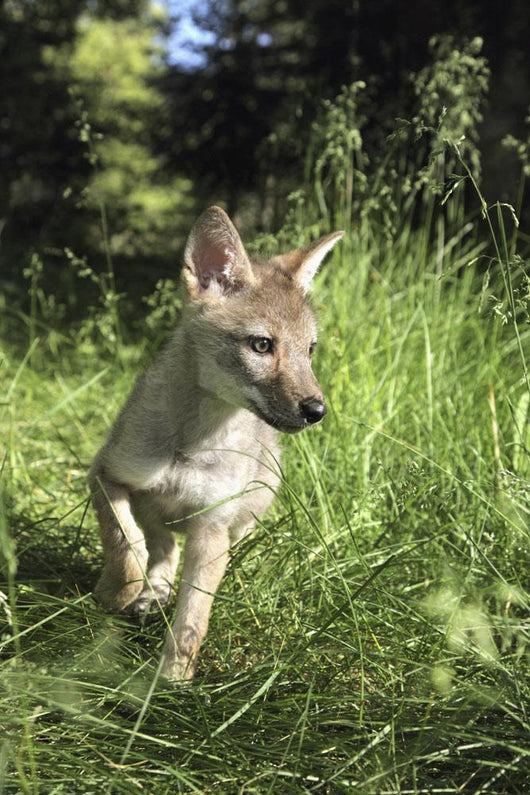 Captive Coyote Pup Running In The Grass Wall Mural