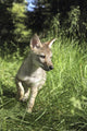Captive Coyote Pup Running In The Grass Wall Mural