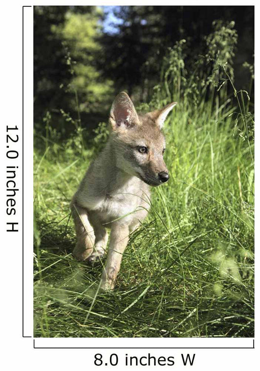 Captive Coyote Pup Running In The Grass Wall Mural