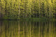 Trees Reflected In The Water Wall Mural