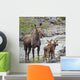 Sow Moose And Calves At Waterton National Park Wall Mural