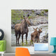 Sow Moose And Calves At Waterton National Park Wall Mural