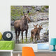 Sow Moose And Calves At Waterton National Park Wall Mural
