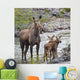 Sow Moose And Calves At Waterton National Park Wall Mural