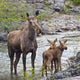 Sow Moose And Calves At Waterton National Park Wall Mural