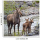 Sow Moose And Calves At Waterton National Park Wall Mural