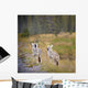 Howling Coyotes Wall Mural
