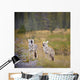 Howling Coyotes Wall Mural