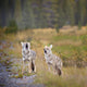 Howling Coyotes Wall Mural