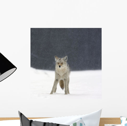 Coyote In Heavy Snowfall In Elk Island National Park Wall Mural