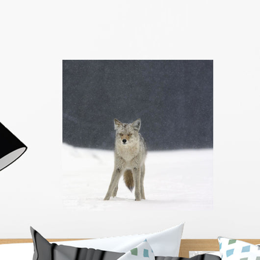 Coyote In Heavy Snowfall In Elk Island National Park Wall Mural