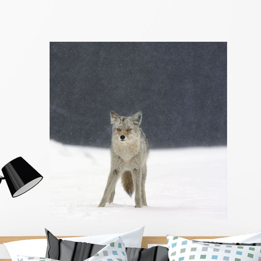 Coyote In Heavy Snowfall In Elk Island National Park Wall Mural