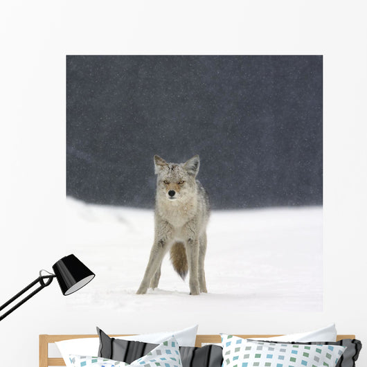 Coyote In Heavy Snowfall In Elk Island National Park Wall Mural