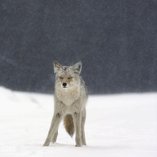 Coyote In Heavy Snowfall In Elk Island National Park Wall Mural