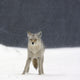 Coyote In Heavy Snowfall In Elk Island National Park Wall Mural