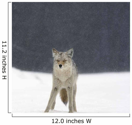 Coyote In Heavy Snowfall In Elk Island National Park Wall Mural