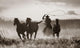 Cowboy Lassoing Horses Wall Mural