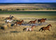 Cowboy Riding With Herd Of Horses Wall Mural