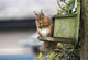 Red Squirrel Sitting On A Bird House Hung On A Tree Trunk Wall Mural