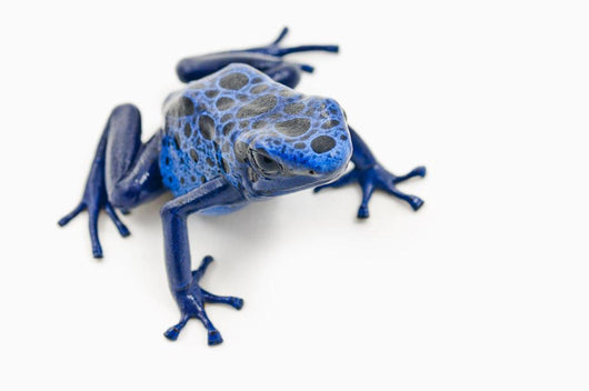 Blue Poison Dart Frog Wall Decal