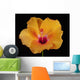 An Orange Hibiscus Wall Mural